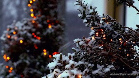 Winter And Christmas Coziness Christmas Tumblr, Animated Banners, Snow Covered Trees, I Love Winter, Holiday Music, Arte Obscura, Christmas Wonderland, Christmas Gif, Evergreen Trees