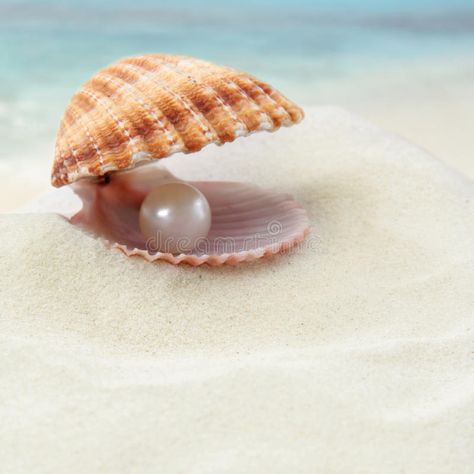 Sea Shell With Pearl, Pearl Pictures, Seashells Photography, Big Shell, Islam Marriage, Simple Iphone Wallpaper, Guest Bath, Landscape Wallpaper, Hd Images