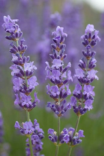 Flor Tattoo, Deer Resistant Plants, Lavender Aesthetic, English Lavender, Lavender Plant, Lovely Lavender, Lavandula Angustifolia, Drought Tolerant Plants, Lilac Flowers