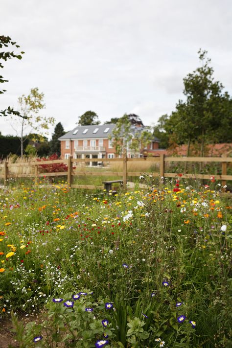 Texas Meadow Garden, Wild Grass Garden, Mini Wildflower Meadow, Mini Meadow Garden, Wild Flower Garden Ideas Backyards, Wildflower Orchard, Wild Flower Backyard, Wildflower Meadow Garden, Wild Flower Landscaping