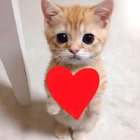 Love Sticker Whatsapp, Cat Giving Heart, Cat Heart Meme, Whatsapp Stickers Love, Cat With Hearts, ملصق تحفيزي, Meme Chat, Sticker Whatsapp, Funny Cat Wallpaper