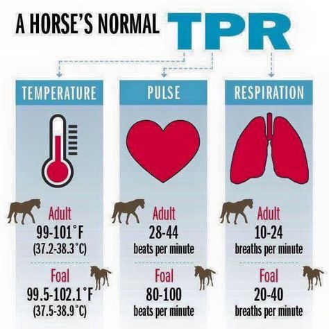 Normal levels for your horse's temperature, pulse and respiration Equine Veterinary, Equine Care, Horse Lessons, Horse Information, Healthy Horses, Vet Medicine, Horse Care Tips, Horse Facts, Horse Info