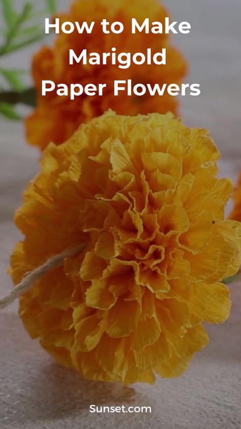 Crepe Paper Marigolds Diy, How To Make Paper Marigolds, Diy Paper Marigolds, Marigold Birthday Party, Marigold Diy Paper Flowers, Tissue Paper Marigolds Diy, How To Make Paper Marigold Flowers, Crepe Paper Marigold Flowers, Marigold Paper Flowers Diy