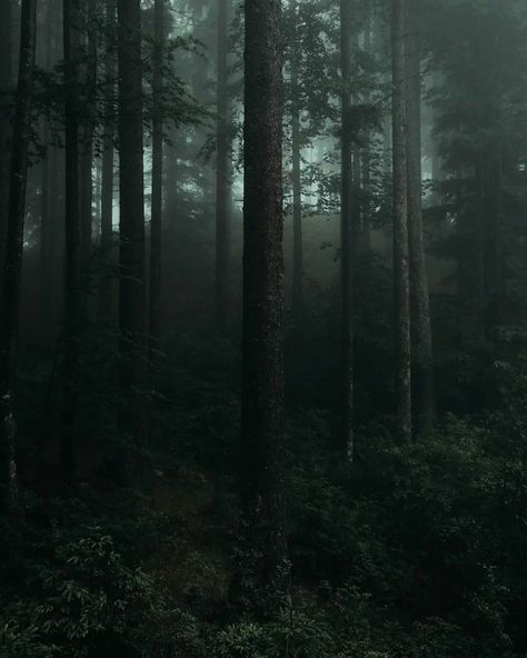 Thick Forest Aesthetic, Thick Forest, Forest Aesthetic, Foggy Forest, Beautiful Forest, Nature Aesthetic, My Happy Place, Happy Place, Happy Places