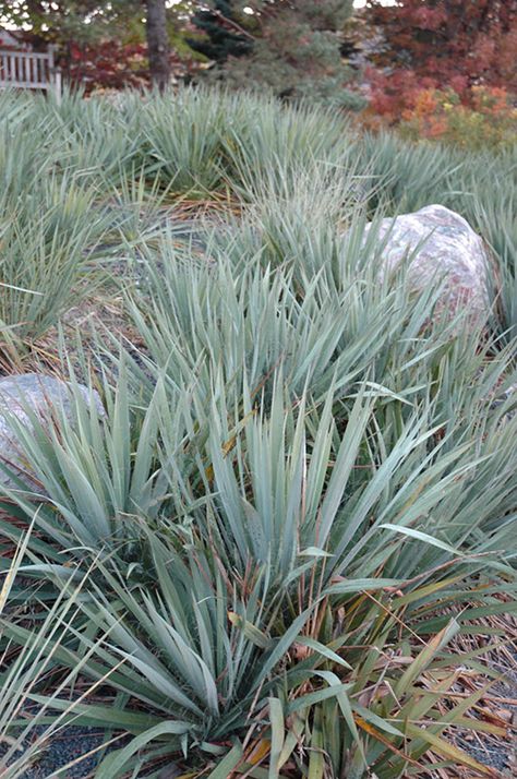 Yucca filamentosa Adams Needle Yucca Landscaping, Yucca Companion Plants, Yucca Rostrata Garden, Yucca Gloriosa Variegata, Adam’s Needle Yucca, Yucca Filamentosa, Mountain Nursery, Broadleaf Evergreen, Yucca Plant