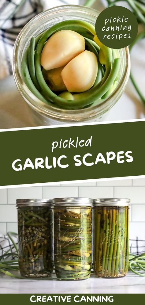 Embark on a pickle canning adventure with our garlic scapes recipes. Perfect for those who are growing garlic and want to fully utilize their plants, these recipes put a spotlight on the unique flavor of garlic scapes. Canning pickles extends the shelf-life of your harvest and provides you with homemade delicacies to enjoy throughout the year. Dive into our detailed guide and start your pickling journey today. Garlic Scapes Recipes, Scapes Recipes, Pickled Garlic Scapes, Scape Recipes, Pickles Canning, Preserving Garlic, Garlic Scape Pesto, Water Bath Canning Recipes, Canned Pickles