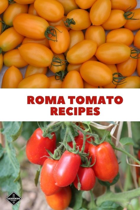 Recipes Using Roma Tomatoes, Roma Tomato Recipes, Tomato Pruning, Tomatoes In Containers, Roma Tomato, Cherry Tomato Recipes, Fresh Tomato Recipes, Growing Tomatoes In Containers, Grow Tomatoes