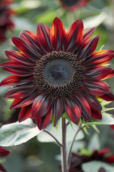 A delightful mix of rich chocolate and deep cherry hues, the Chocolate Cherry Sunflower captivates with its unique and striking appearance.  Light: Full sun. Water: Moderate, well-drained soil. Soil: Rich, sandy loam. Temperature: 70-80°F (21-27°C). Humidity: Moderate. Fertilizer: Balanced flower fertilizer every 2-3 weeks during the growing season.An eye-catching addition to sunny garden beds and borders.  #houseplants #Plants #garden #leaf #Sunflower #ChocolateCherrySunflower Black Cherry Sunflower, Midnight Oil Sunflower, Maxamillion Sunflower, Maroon Sunflower, Chocolate Cherry Sunflower, Dark Sunflower, Chocolate Sunflower, Sunflower Autumn, Types Of Sunflowers