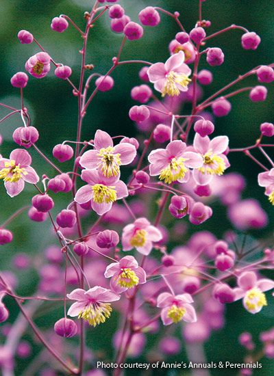 Meadow Garden, Shade Perennials, Count On You, Plant Guide, Perennial Garden, Flowers Perennials, Small Gardens, Shade Garden, Front Garden