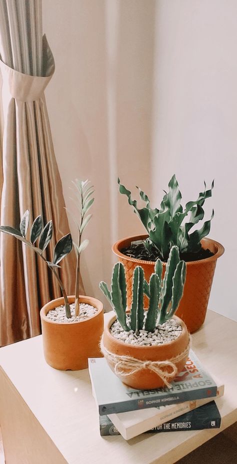 Indoor plants #homedecor #plants #aesthetic #zzplant #cactus Succulent Aesthetic, Popular House Plants, Yennefer Of Vengerberg, Plant Aesthetic, House Plants Decor, Easy Plants, Low Maintenance Plants, Cactus Y Suculentas, Pretty Plants