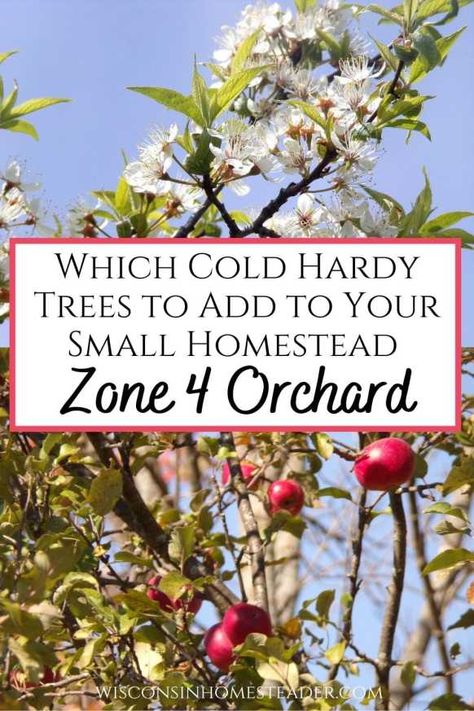 Zone 4 Gardening Landscaping, Zone 4b Landscaping, Zone 4 Garden, Planting An Orchard, Zone 4b Gardening, Small Orchard Layout, Homestead Orchard, Zone 4 Gardening, Zone 4 Landscaping