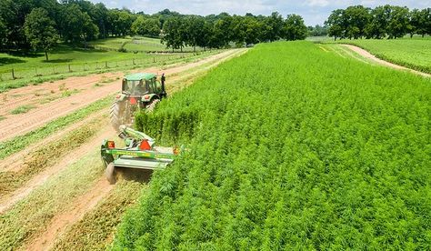 "#Ohio’s proposed #hemp rules are out: @OhioDeptofAg seeks public comments on proposed regulations until Oct. 30" #Agriculture Crop Insurance, Pipe Dream, Hemp Fabric, Cbd Hemp, Hemp Seeds, Hemp Oil, Farm Life, Horticulture, Building Materials