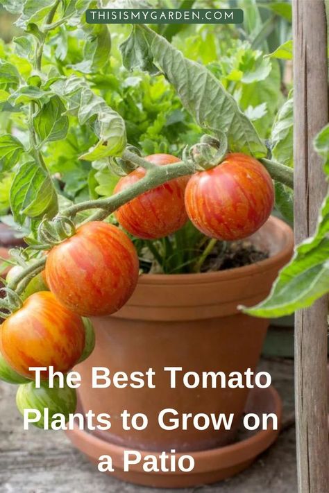 When it comes to growing great tomatoes in containers on your porch, deck or patio, big success starts with selecting the best, most flavorful varieties for small space growing! In this article, we take a quick look at a few of the biggest secrets to successful patio tomato growing, along with 5 amazing container tomatoes to grow that to fill your back deck, porch or patio with sensational flavor! Best Tomatoes To Grow In Containers, Grow Tomatoes In Pots, Potted Tomato Plants Patio, Porch Tomato Plants, Container Tomatoes Growing, How To Plant Tomatoes In A Pot, Grow Tomatoes In Containers, How To Grow Tomatoes In A Pot, Tomato Planter Ideas