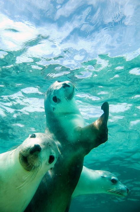 Animal Selfies, Animals Playing, Creature Marine, Sea Dog, Water Animals, Awesome Animals, Underwater Life, Australian Animals, Beautiful Sea