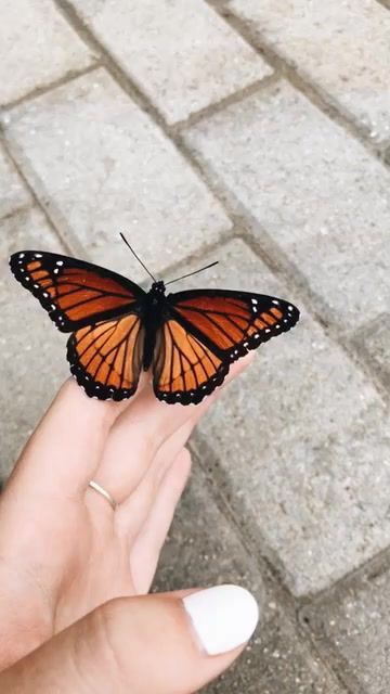 Photowall Ideas, Photographie Portrait Inspiration, Orange Aesthetic, Photo Wall Collage, + Core + Aesthetic, Butterfly Wallpaper, Cute Creatures, Cute Little Animals, A Butterfly