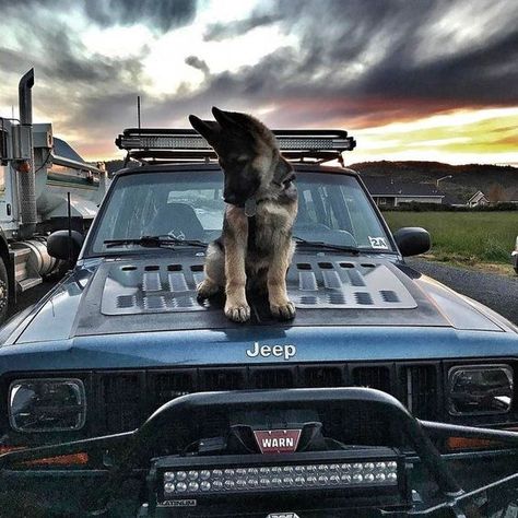 #jeepindogs #jeep #jeepdog #jeepdogs #jeepindog #jeeplife #jeepsarefordogs #itsajeepthing #Jeeps #Dogs #Dog #JeepWrangler #K9 Super Pictures, Jeep Dogs, Gsd Puppy, Dream Cars Jeep, Cute Dog Pictures, Dog Car, Cute Dogs And Puppies, Shepherd Puppies, German Shepherd Puppies