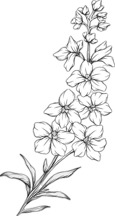 Stock Flower Drawing, Massachusetts State Flower, Carnation Sketch Simple, Flower Bundle Drawings, Larkspur Flower Drawing Simple, Carnation Line Drawing, Larkspur Flower Drawing, Gladiolus Flower Drawing, Larkspur Drawing