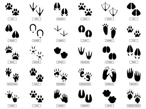 28,685 Giraffe Animal Illustrations & Clip Art - iStock Frog Footprint, Animals Footprints, Penguin Feet, Bird Footprint, Animal Footprints, Mouse Silhouette, Animal Tracks, Cat Vector, Laser Cnc