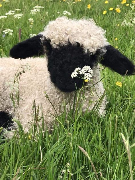 Blacknose Sheep, Valais Blacknose, Valais Blacknose Sheep, Cute Lamb, Baby Sheep, Sheep And Lamb, Cute Sheep, Pretty Animals, Cute Animal Pictures