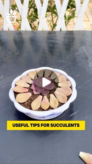 Old Garden Succulents on Instagram: "Tips to help succulents sprout quickly

#oldgarden #oldgardenshop
#succulent #succulents #succulentsgarden #succulentgarden #raresucculents #succulentsclub #succulentsandcactus #succulentsforlover #succulentporn #succulentsuk #succulentsaustralia #oldgarden #oldgardenshop #多肉植物 #다육식물 #suculentas #garden #farmer #gardener #gardenplant #plantgarden" Ideas For Planting Succulents, How To Grow Succulents, How To Plant Succulents, Suculentas Ideas, Replanting Succulents, Succulent Garden Diy Indoor, 2024 Tips, Patio Container Gardening, Garden Hacks Diy