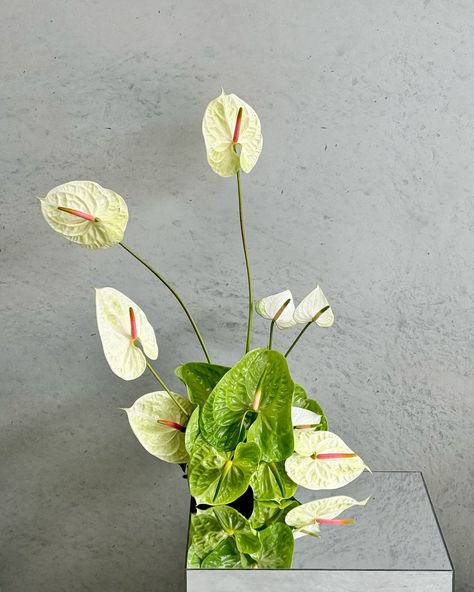 anthurium White Anthurium Arrangement, Anthurium Arrangement, White Anthurium, Anthurium Flower, Wedding Mood, Wedding Bouquet, Flower Vases, Bouquets, Flowers