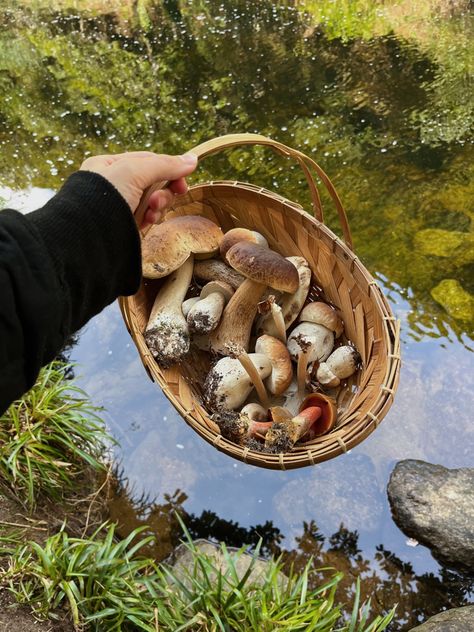 Forage Aesthetic, Mushroom Foraging Aesthetic, Mushroom Picking Aesthetic, Mushroom Cottagecore Aesthetic, Fungi Aesthetic, Foraging Aesthetic, Foraging Mushrooms, Mushroom Picking, Mushroom Foraging