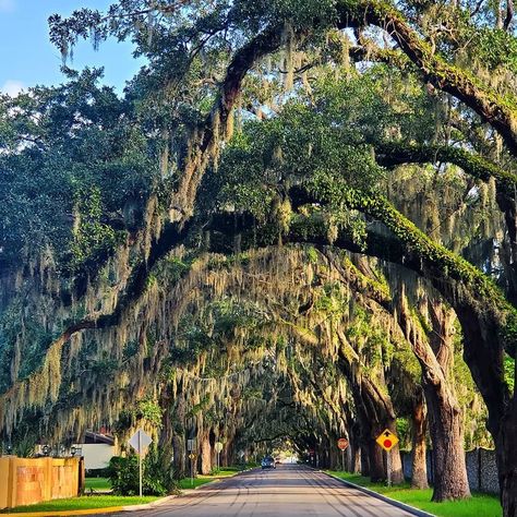 What Is Romance, Romantic Experiences, Saint Augustine Beach, Florida History, Places In Florida, Tunnel Of Love, Florida Photography, St Augustine Florida, Visit Florida