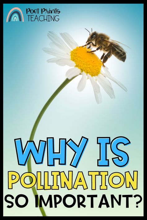 Pollination is one of the most important processes in nature and directly affects the health of our planet. Kids of all ages should learn the basics of pollination and its incredible impact on the environment. It's essential for us to understand how pollination works and its importance for our planet's continued survival. So read more on the blog to find out why pollination is important for kids to understand!