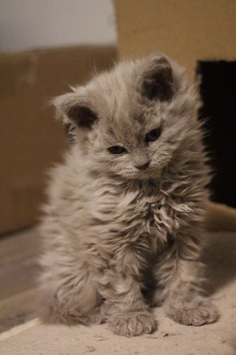 Curly Haired Cat, Selkirk Rex Kittens, Curly Cat, Laperm, Selkirk Rex, Rex Cat, Gorgeous Cats, Puppies And Kitties, Baby Kittens