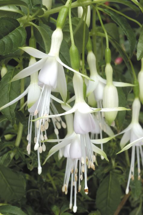 Fuschia "Hawkshead" (Hardy Bush) Fuchsia Plant, نباتات منزلية, Fuchsia Flower, Fuchsia Flowers, Moon Garden, Creative Gardening, White Gardens, Garden Layout, Gardening For Beginners