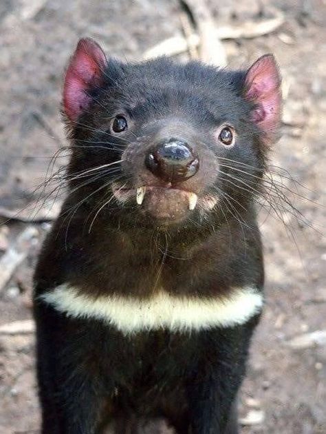 Australia Animals, Nocturnal Animals, Interesting Animals, Tasmanian Devil, Animale Rare, Unusual Animals, Rare Animals, Pretty Animals, Australian Animals