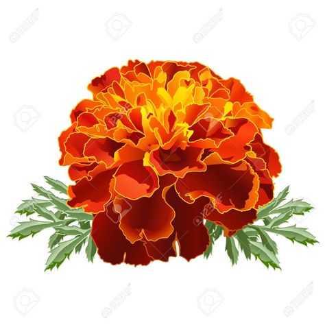 Resultado de imagen para cempasúchil vector Aster Tattoo, Marigold Tattoo, October Birth Flowers, Mexican Flowers, Marigold Flower, Companion Planting, Birth Flowers, Flower Tattoos, Dia De Muertos