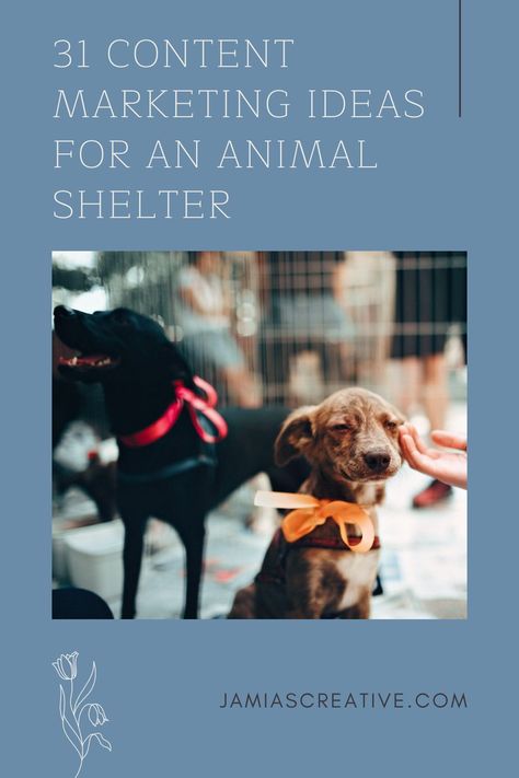 Helping animals find their forever home is your mission. If you’re reading this blog post, chances are that you’re trying to figure out more effective ways to helps animals get adopted. You probably don’t like it when fluffy friends are staying at your shelter for weeks at a time. With content marketing, you can educate families in your neighborhood and help them understand what it takes to adopt a pet. Animal Shelter Decor, Animal Shelter Design Ideas, Animal Shelter Social Media, Animal Shelter Aesthetic, Animal Rescue Ideas, Animal Shelter Design, Puppy Walking, Content Marketing Ideas, Cat Questions