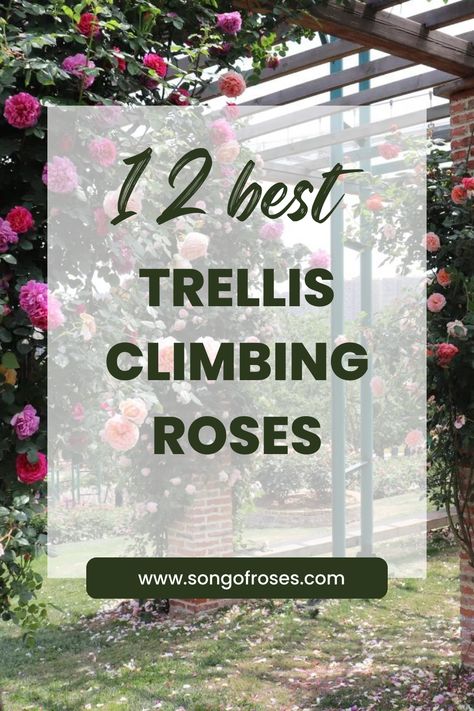 Growing trellis climbing roses is an eye-catching, convenient way to grow roses in your garden. Click on the pin to learn how to grow them. Climbing Roses In Pots Trellis, Rose Arbor Trellis, Best Climbing Roses For Trellis, Climbing Roses On Trellis, Rose Trellis Ideas Diy Climbing Flowers, Trellis Ideas For Roses, Climbing Rose Trellis Ideas, Growing Climbing Roses, Climbing Roses On House