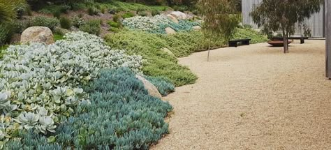 Sloped Succulent Garden, Sustainable Garden Design, Beach House Landscaping, Colman Domingo, Australian Native Garden, Drought Tolerant Garden, Hillside Garden, Native Gardens, Drought Tolerant Landscape