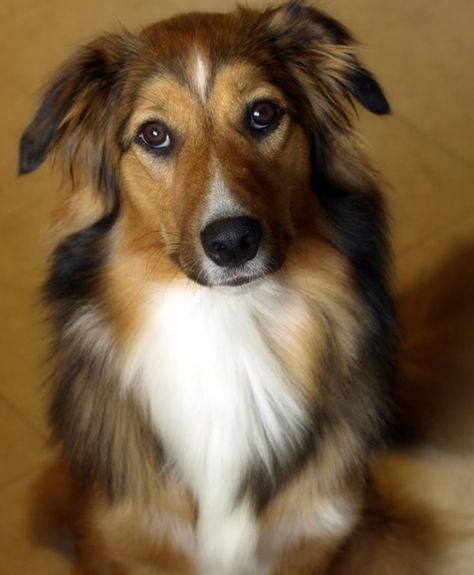 English Shepherd English Shepherd Puppy, Scotch Collie, Collie Breeds, English Shepherd, American Shepherd, Farm Dogs, Puppy Art, Australian Shepherd Dogs, Australian Shepherds