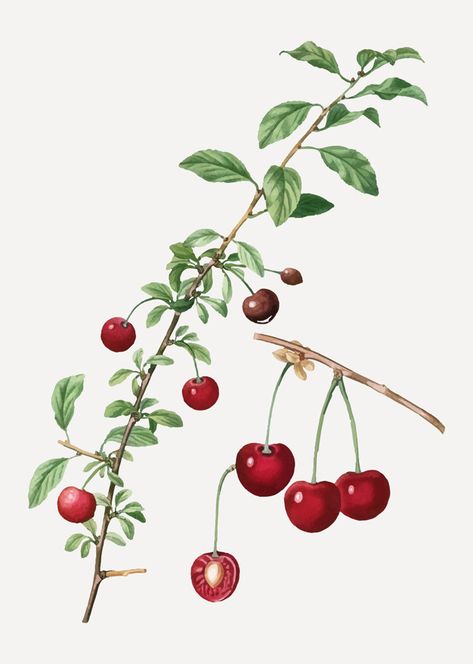 Cherry tree branch Free Vector Cherry Tree Branch, Cherry Plant, Branch Drawing, Vintage Floral Backgrounds, Fruit Vector, Vintage Png, Cherry Fruit, Fruit Illustration, Vintage Botanical Prints