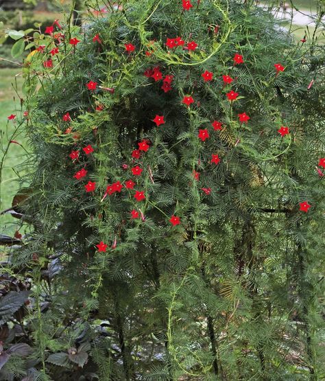 OLYMPUS DIGITAL CAMERA Cypress Flower, Hyacinth Bean Vine, Cypress Vine, Garden Board, Vegetable Garden Diy, Garden Vines, Plant Seeds, Climbing Vines, Nature Garden