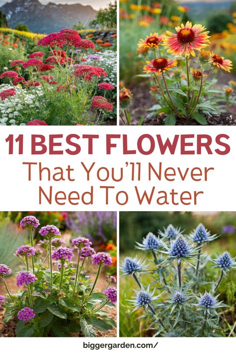 Discover 11 Flowers That Prefer Dry Soil, featuring Drought Tolerant Flowers and Low Water Plants suited to Dry Desert conditions. Perfect for Drought Tolerant Gardens and Desert Environments, these plants offer low-maintenance options for Drought Resistant and Drought Tolerant Landscapes. Easy Maintenance Flower Beds, Outdoor Drought Tolerant Landscaping, Best Flowers For Zone 6, Hardy Plants Outdoor Drought Tolerant, Drought Resistant Cottage Garden, Short Plants For Landscaping, Drout Resistant Landscaping, Drought Tolerant Landscape Front Yard California Native Plants, Drought Tolerant Plants For Containers