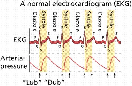 Normal EKG with systolic and diastolic Systole And Diastole, Cardiovascular Technologist, Paramedic Study, Cardiovascular Sonography, Cath Lab Nursing, Normal Ecg, Cardiac Sonography, Pt School, Ekg Interpretation