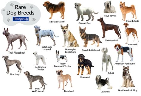 List of Large and Small Rare Dog Breeds with Pictures Dog Breeds Chart, Northern Inuit Dog, Cutest Dog Breeds, Unusual Dog Breeds, Loyal Dog Breeds, Types Of Dogs Breeds, Swedish Vallhund, Rare Dogs, Unique Dog Breeds