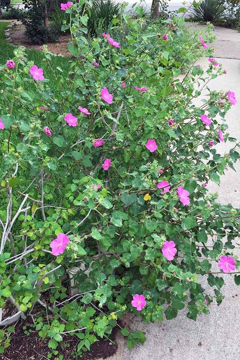 Looking for the best flowering plants to grow in hot, dry, and sunny climates? Visit Gardener's Path now, for our list of the best picks- like this pink rock rose, or pavonia. Texas Rock Rose, Sloped Landscaping, Florida Gardens, Houston Garden, Southern Gardens, Zone 9b, Patio Areas, Pink Perennials, Landscaping A Slope