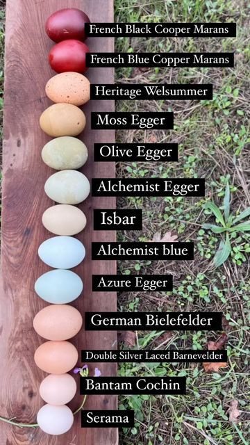 Chickens And Their Egg Colors, What Chickens Lay What Color Eggs, Colored Eggs Chickens, Chickens And Egg Colors, Colorful Chicken Eggs, Prettiest Chicken Breeds, Sage Egger Chicken, Chickens That Lay Colored Eggs, All About Chickens