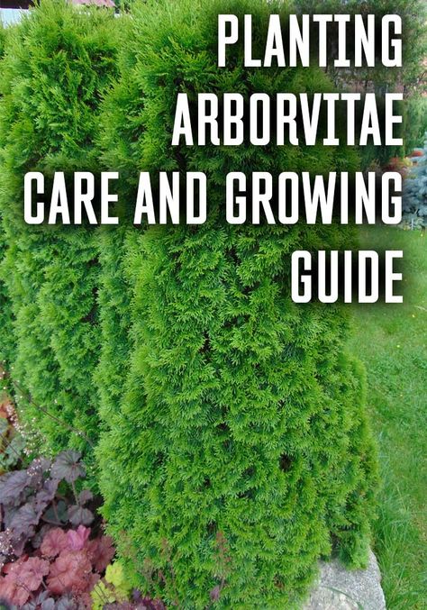 Arborvitae Privacy Fence Ideas, Planting Arborvitae Trees, Emerald Arborvitae Landscaping, Arbivortae Landscaping, American Pillar Arborvitae, Arborvitae Landscaping Privacy Hedge, Landscaping With Arborvitae, Green Arborvitae Landscaping, Green Giant Arborvitae Landscaping