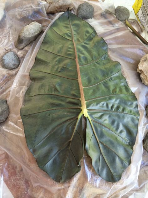 Cement Leaf Casting, Leaf Casting, Cement Leaves, Splash Blocks, Garden Ideas To Make, Kolam Air, Concrete Leaves, Concrete Casting, Elephant Ear Plant