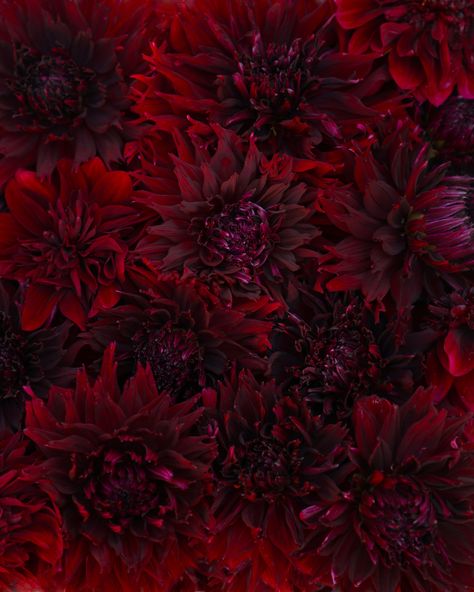 Red Dahlia Flower Aesthetic, Black Dahlias Aesthetic, Dark Color Flowers, Red Dahlia Aesthetic, Black Dahlia Flower Wallpaper, Black Dahlia Aesthetic, Dahlia Flower Aesthetic, Dahlia Aesthetic, Red Dalia