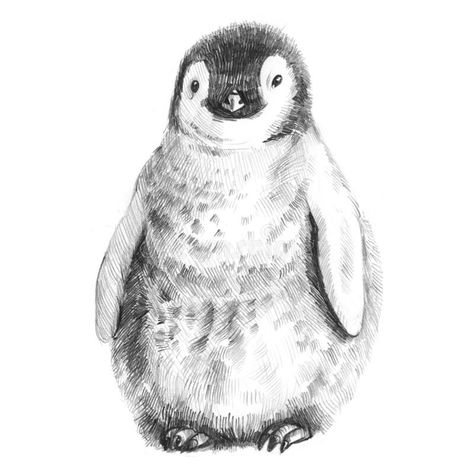 Penguin Sketch, King Penguin, Baby Penguins, Technology Logo, Pencil Sketch, Character Drawing, Penguins, White Background, Stock Images