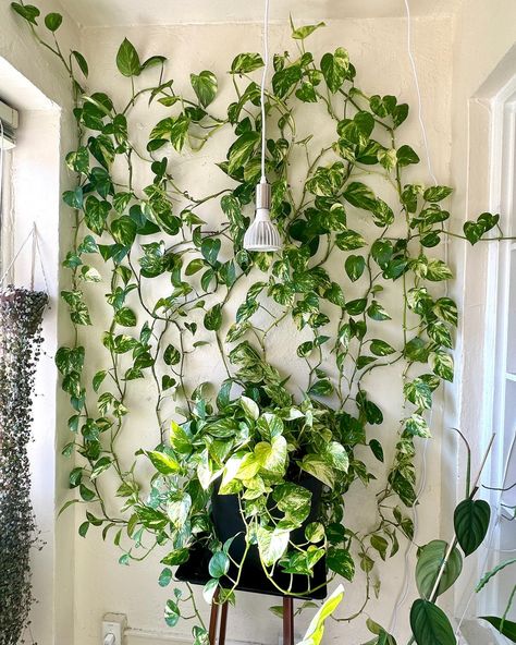 🌿CLIMBING POTHOS WALL NOW ➡️ THEN | follow @reenasplants for plant content 🌿 It’s been a while since I’ve posted about my Pothos wall so I wanted to post some progress pictures showing what it looks like now compared to what it looked like when it first started in my old apartment! It’s crazy how fast this wall grows, and I love that technology allows us to capture the progress of our plants’ growth! What plant of yours has grown the most for you in the time that you’ve owned it? . . . .... Climbing Pothos, Pothos Wall, Indoor Climbing Plants, Plant Sketches, Indoor Plant Wall, Plant Styling, Plant Tips, Plant Clips, Plant Room