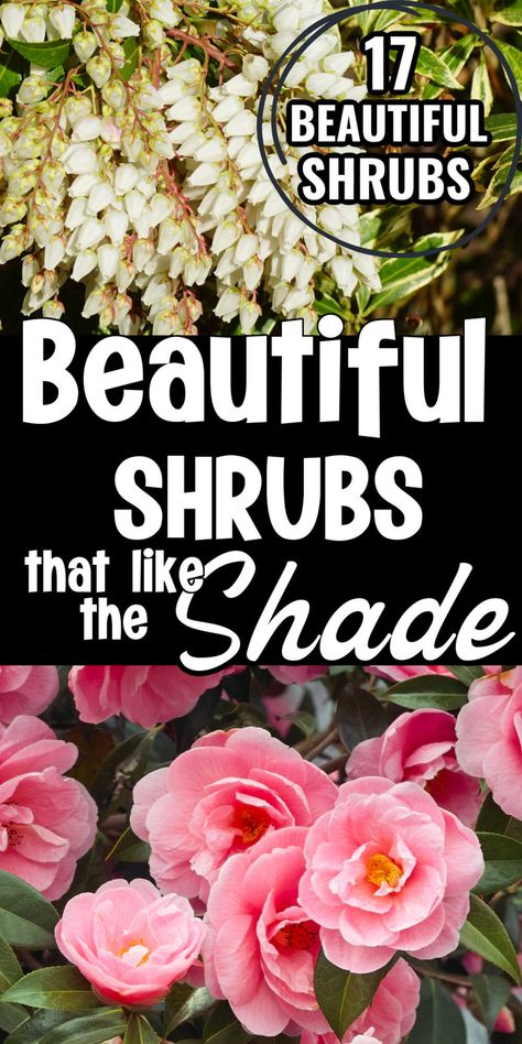 Great list of shrubs that are perfect for planting in the shade. No matter if you have deep shade, dappled or partial shade, you are sure to find the perfect shrub in this list. Great guide for beginning gardeners.