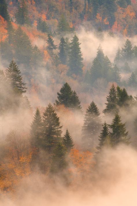 "Foggy Fall" by Daniel Gomez Even when the mountain is obscured by clouds at this viewpoint there's still something beautiful to see, especially in fall! Just as the sun began rising over the horizon it began to light the fog below giving it and the fall foliage a golden hue. #fstoppers Foggy Fall Wallpaper, Fall Foliage Background, Autumn Light Aesthetic, Fall Fog Aesthetic, Fall In The Woods, Moody Fall Background, Fall Weather Wallpaper, Gold Fall Aesthetic, Light Autumn Aesthetic Wallpaper